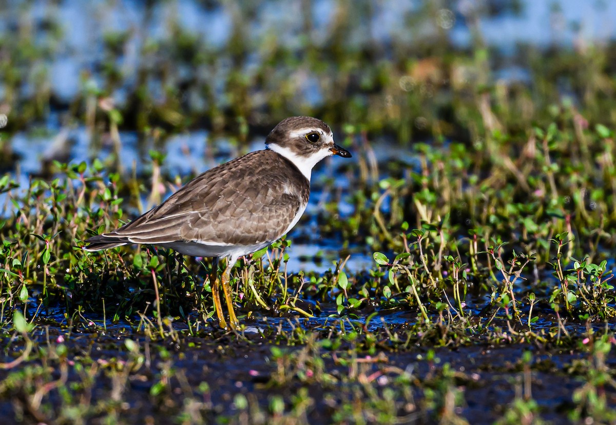 Semipalmated Plover - ML608611917