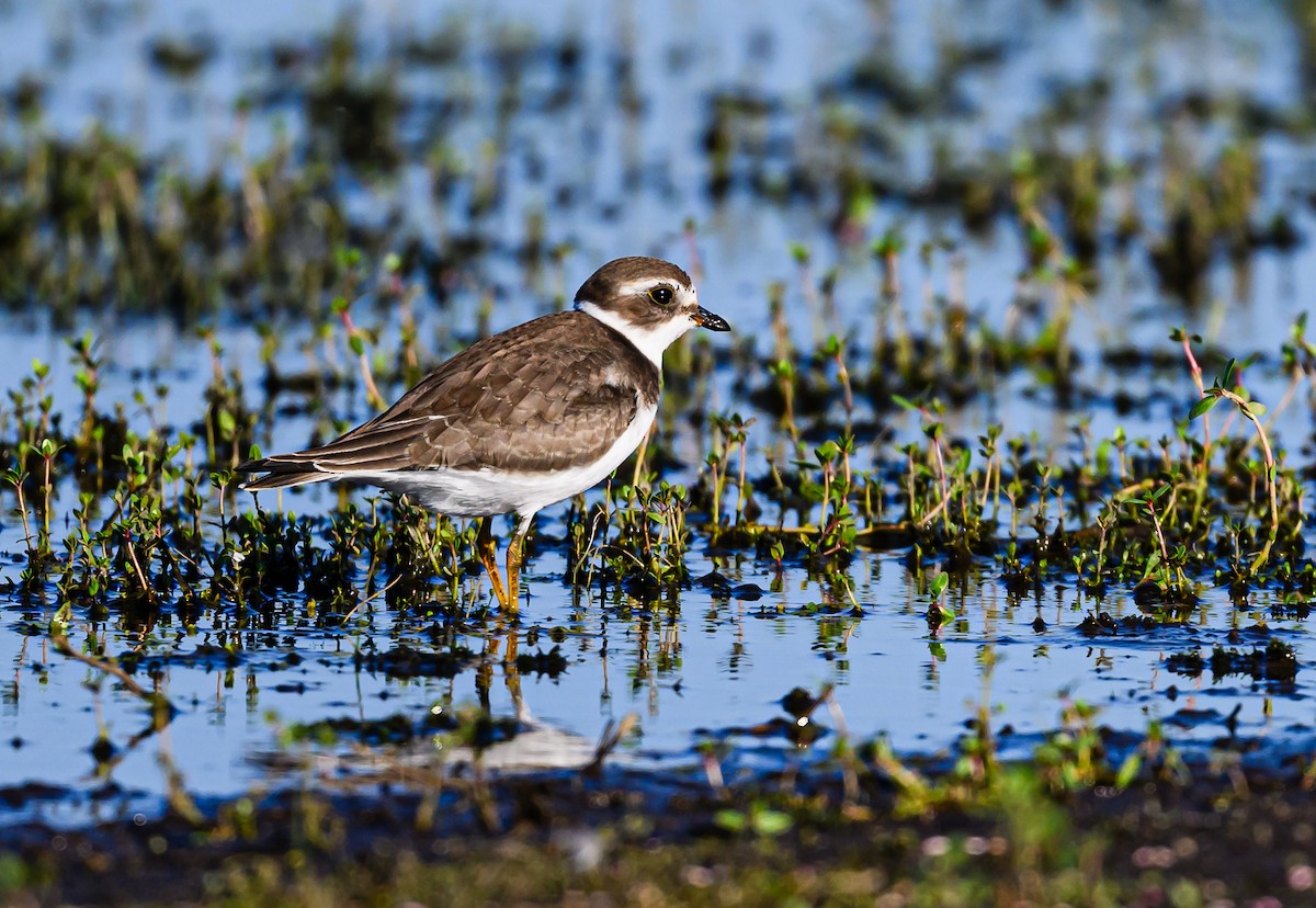 Semipalmated Plover - ML608611918