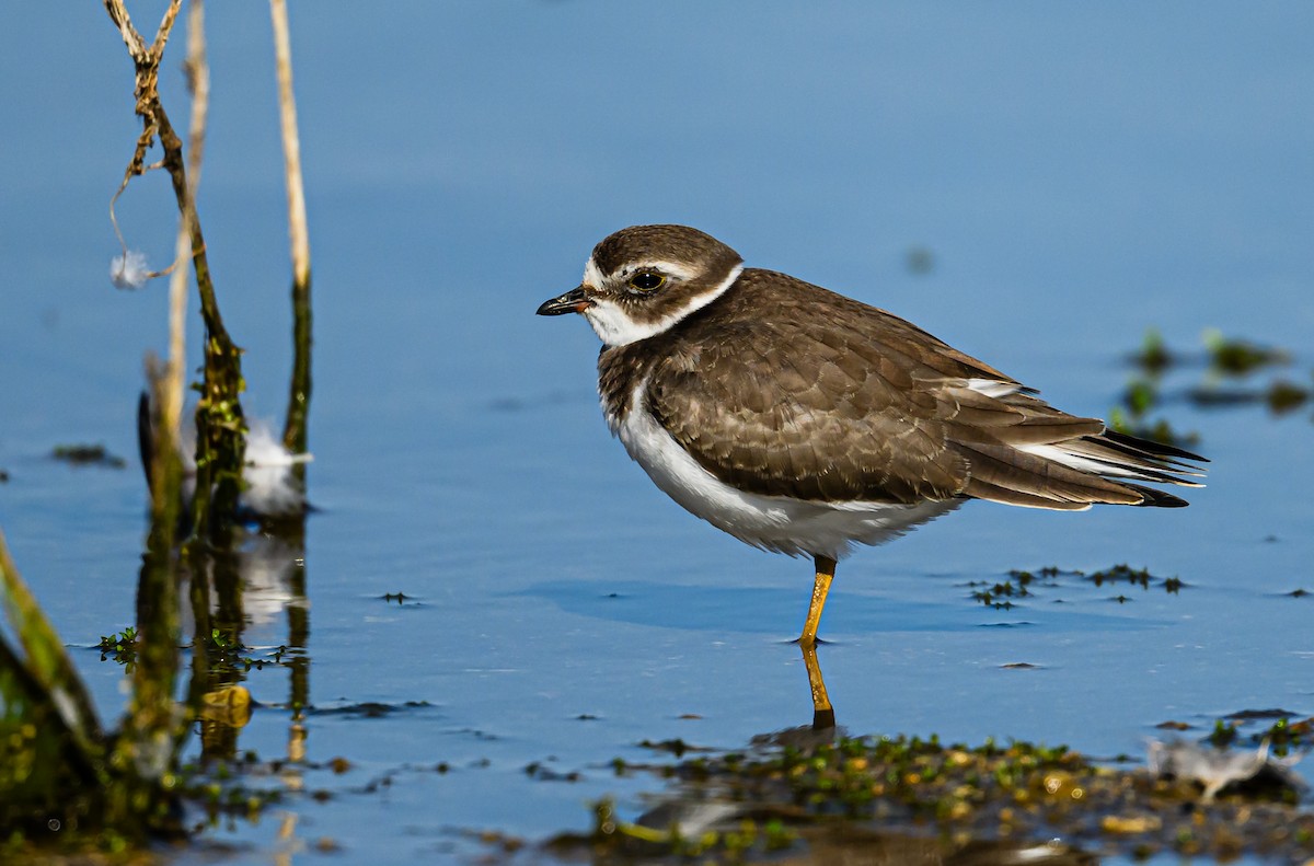 Semipalmated Plover - ML608611919