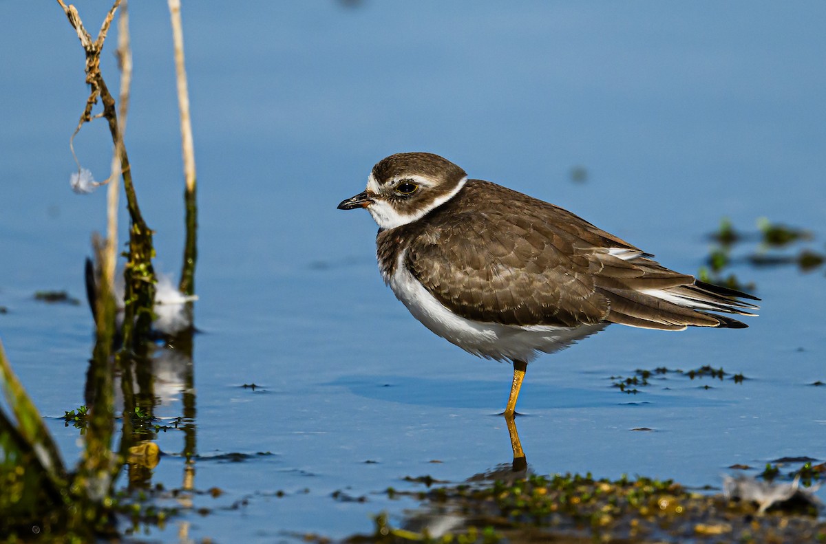 Semipalmated Plover - ML608611920
