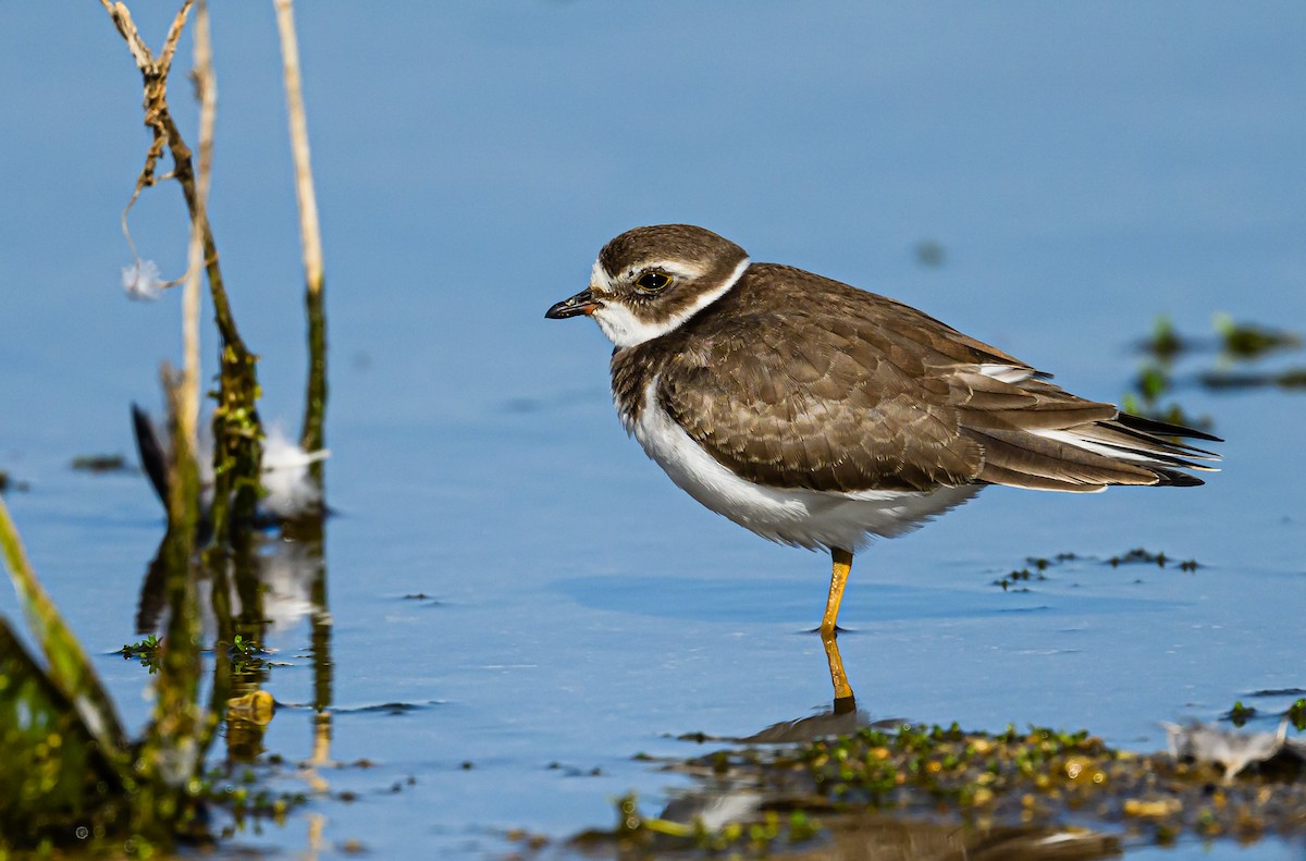 Semipalmated Plover - ML608611921