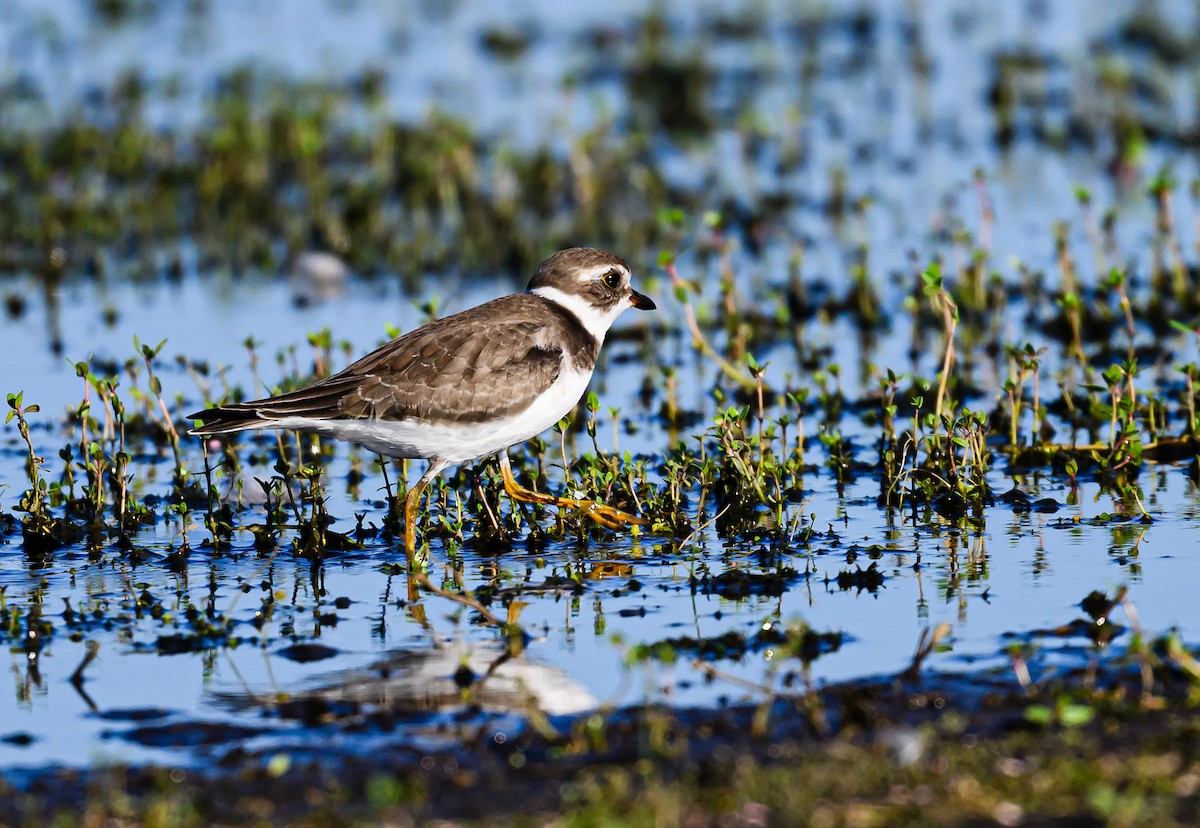 Semipalmated Plover - ML608611922