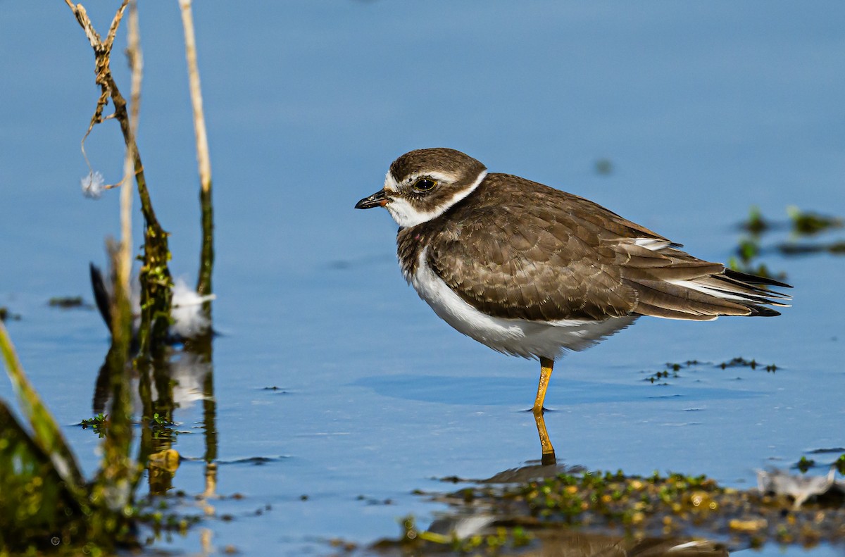 Semipalmated Plover - ML608611923