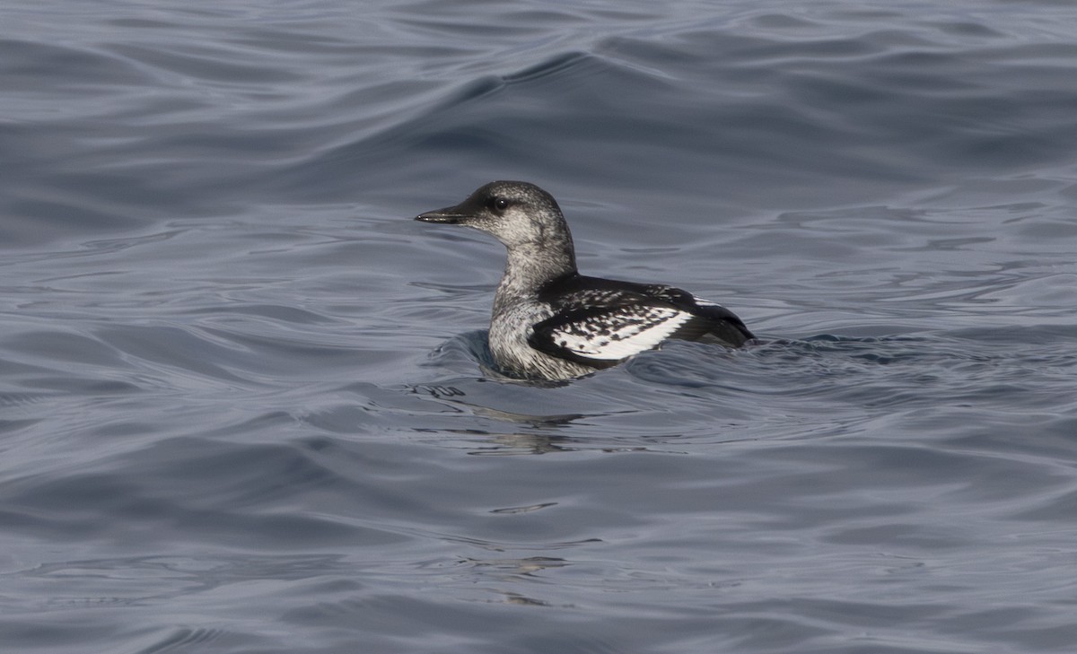 Black Guillemot - ML608611972