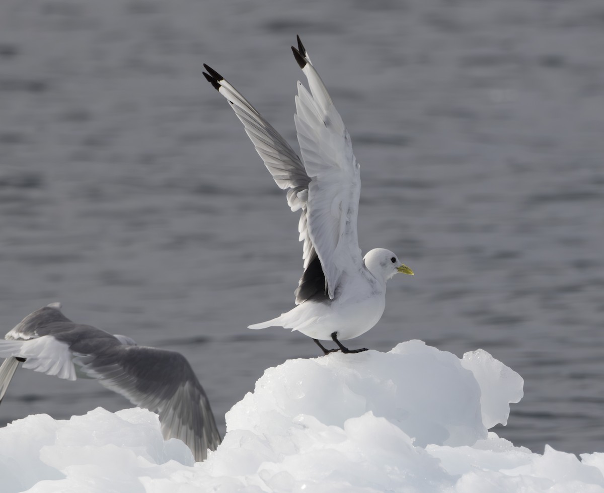 Mouette tridactyle - ML608611981