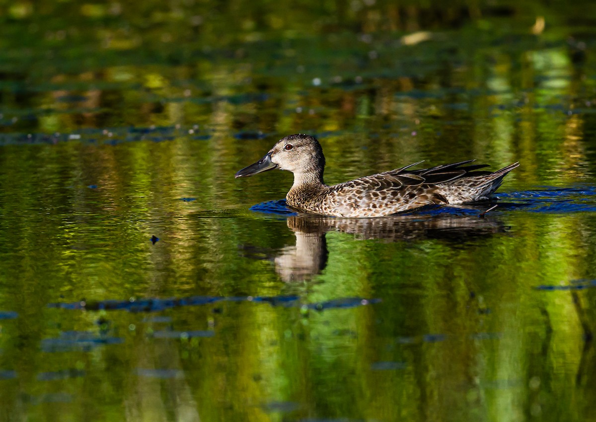 Cinnamon Teal - ML608612119