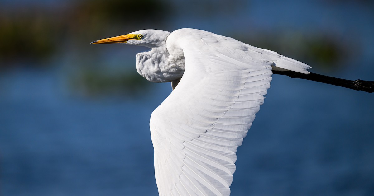 Great Egret - ML608612133