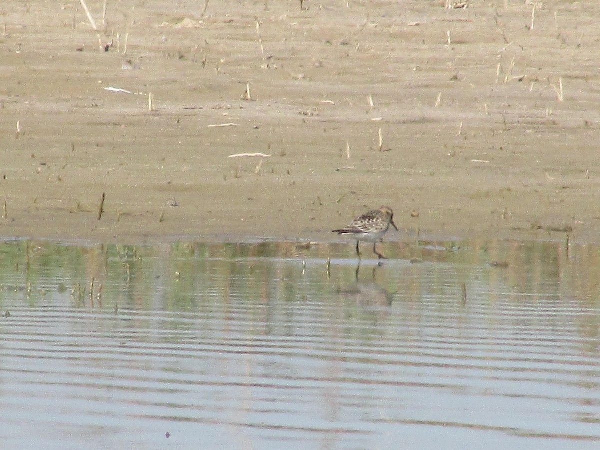 Baird's Sandpiper - ML608612146