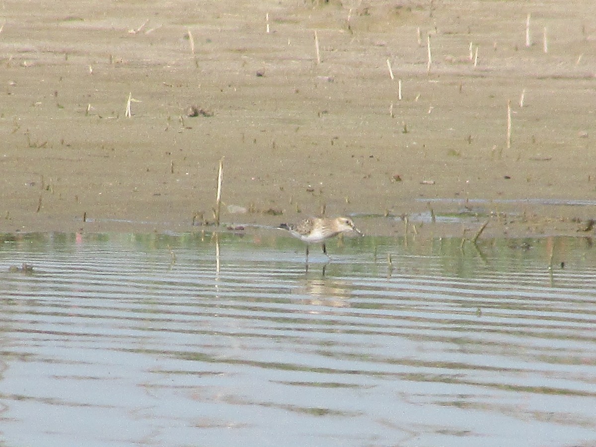 Baird's Sandpiper - ML608612147