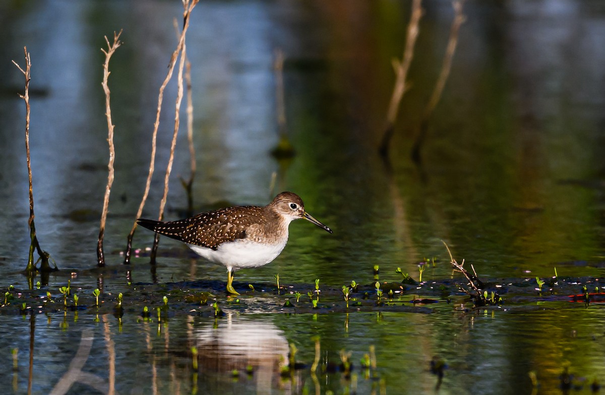 Solitary Sandpiper - ML608612198