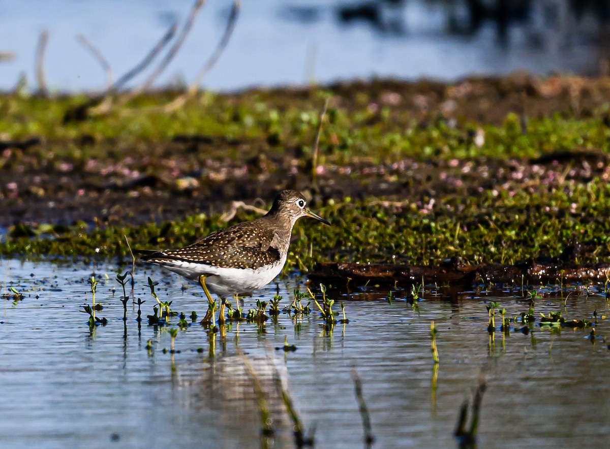 Solitary Sandpiper - ML608612199