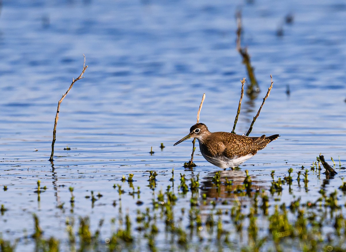 Solitary Sandpiper - ML608612201