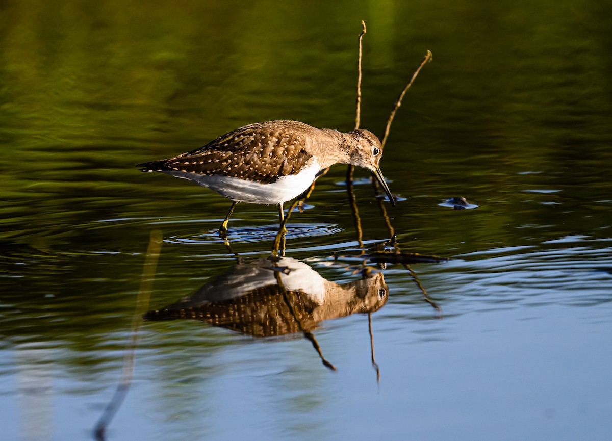 Solitary Sandpiper - ML608612203