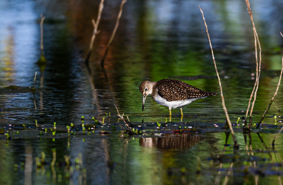 Solitary Sandpiper - ML608612206