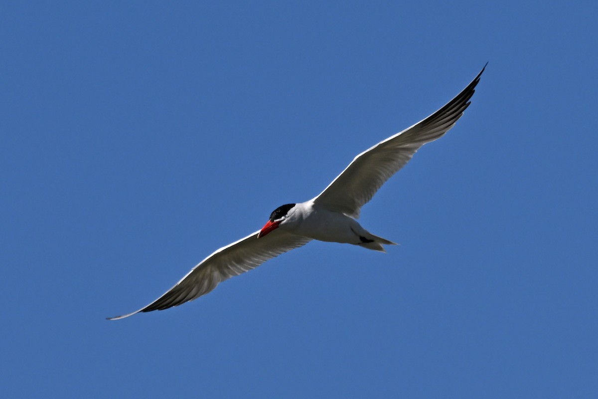 Caspian Tern - Dave Kommel