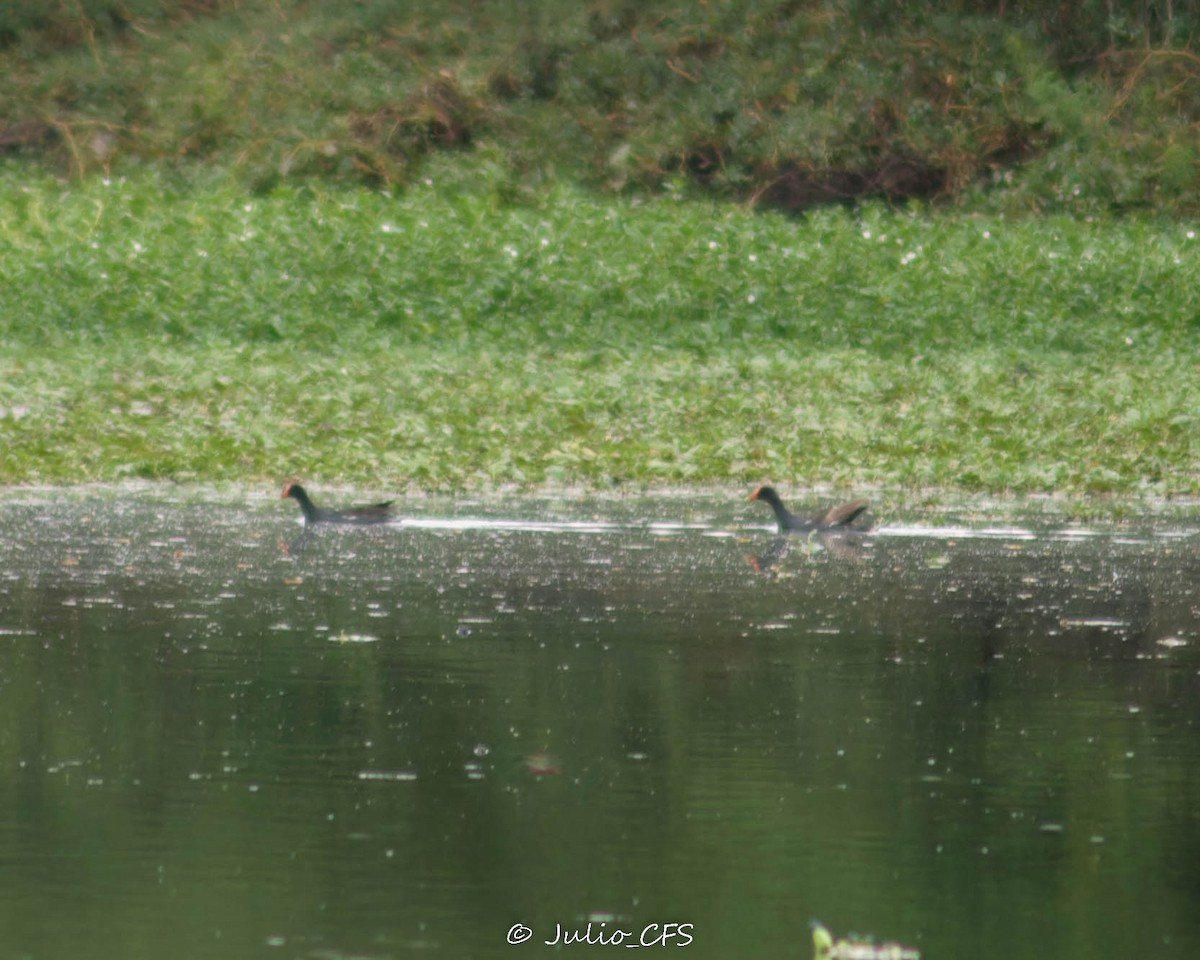 Common Gallinule - Julio Cesar Figueroa Sánchez