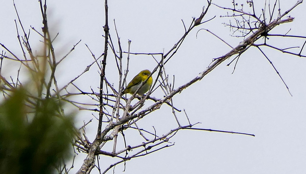 New Guinea White-eye - ML608612280