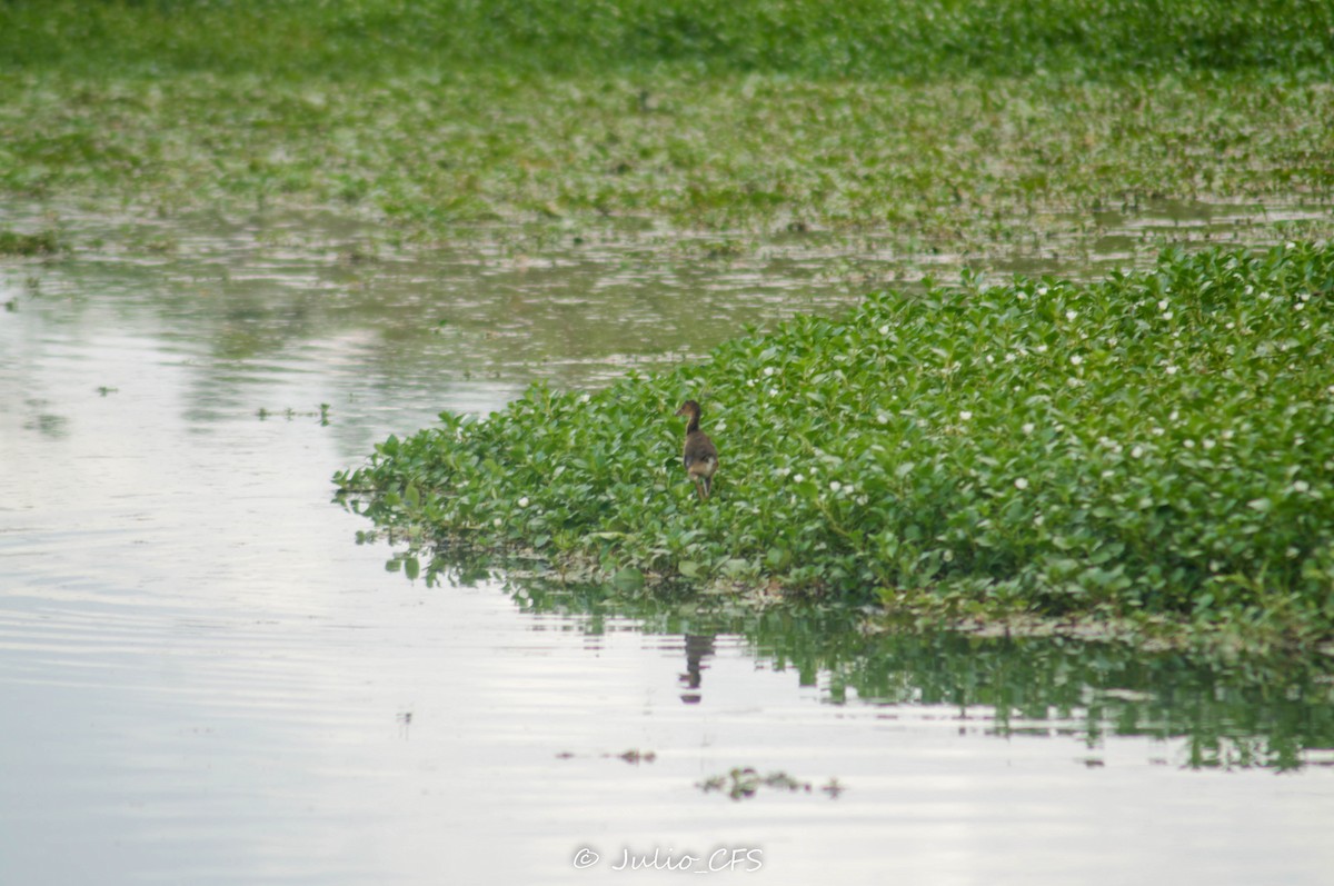 Purple Gallinule - ML608612299