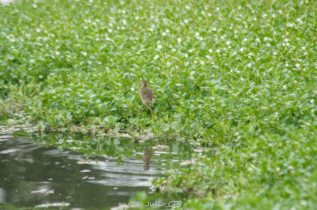 Purple Gallinule - ML608612300