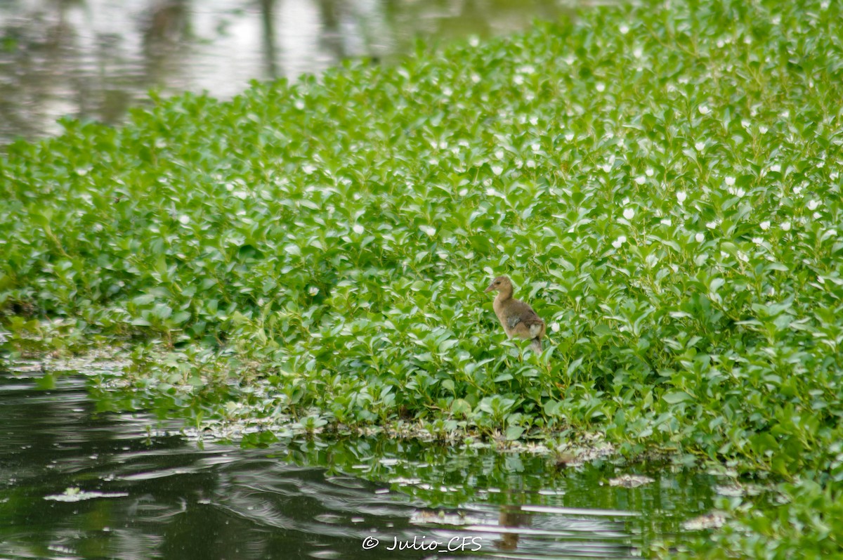 Purple Gallinule - ML608612301