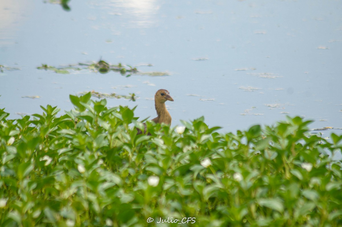 Purple Gallinule - ML608612302