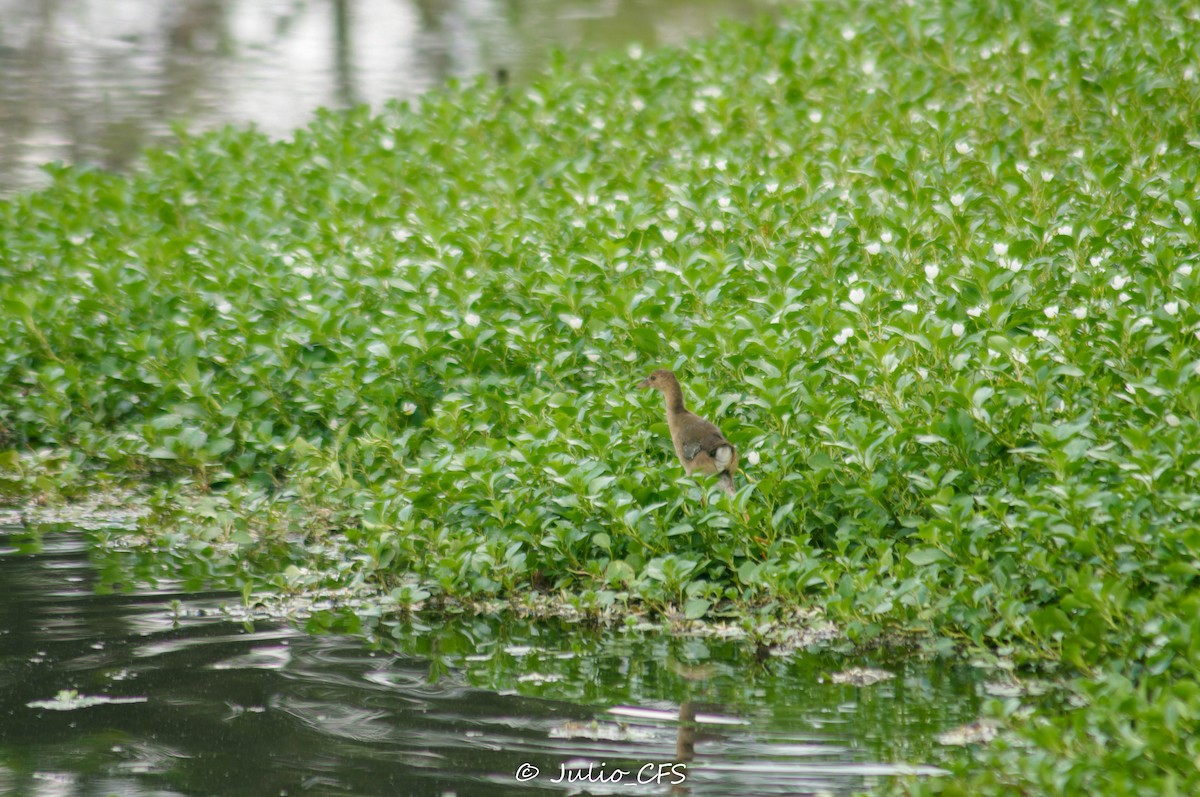 Purple Gallinule - ML608612303