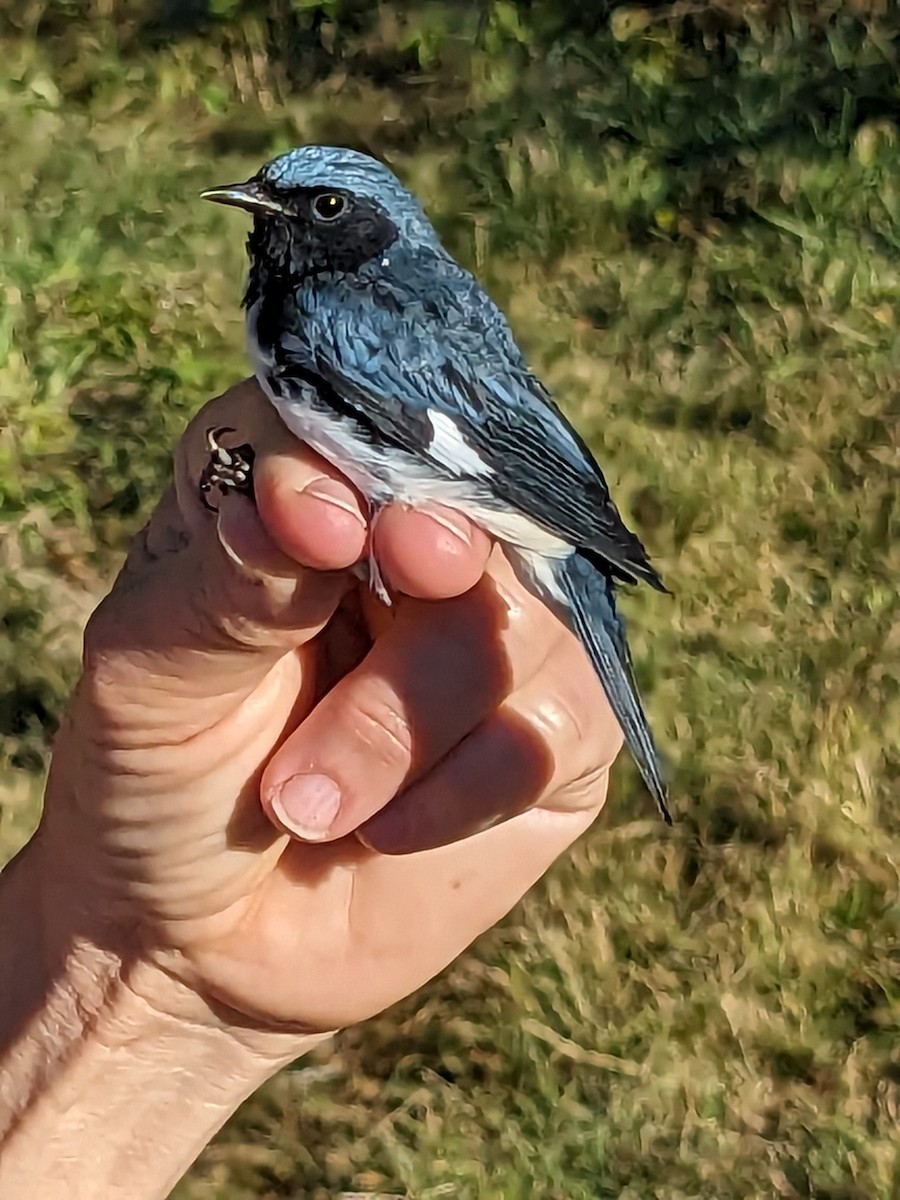 Black-throated Blue Warbler - Howard Browers