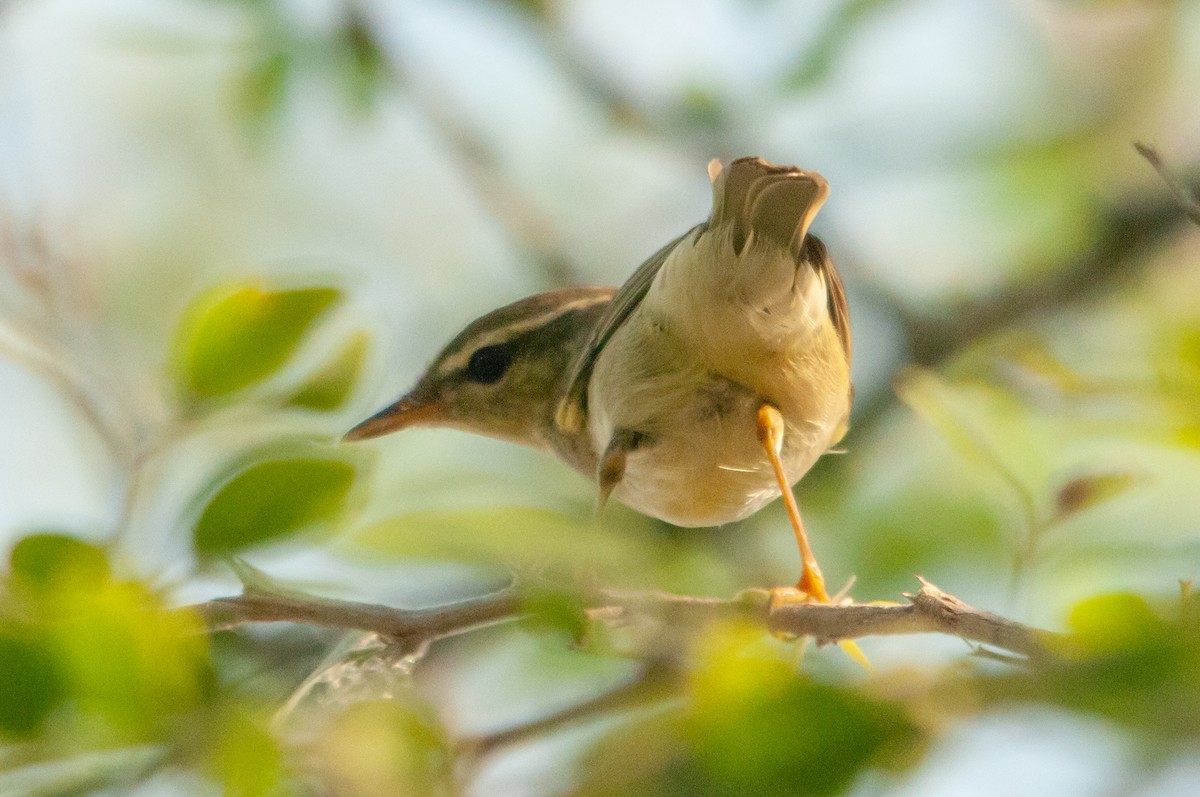 Mosquitero Patigrís - ML608612873