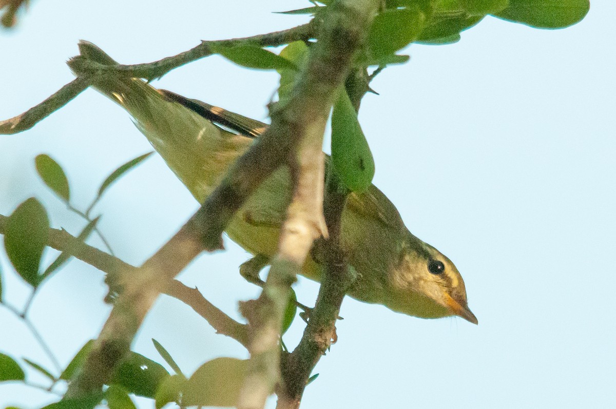 Two-barred Warbler - ML608612875