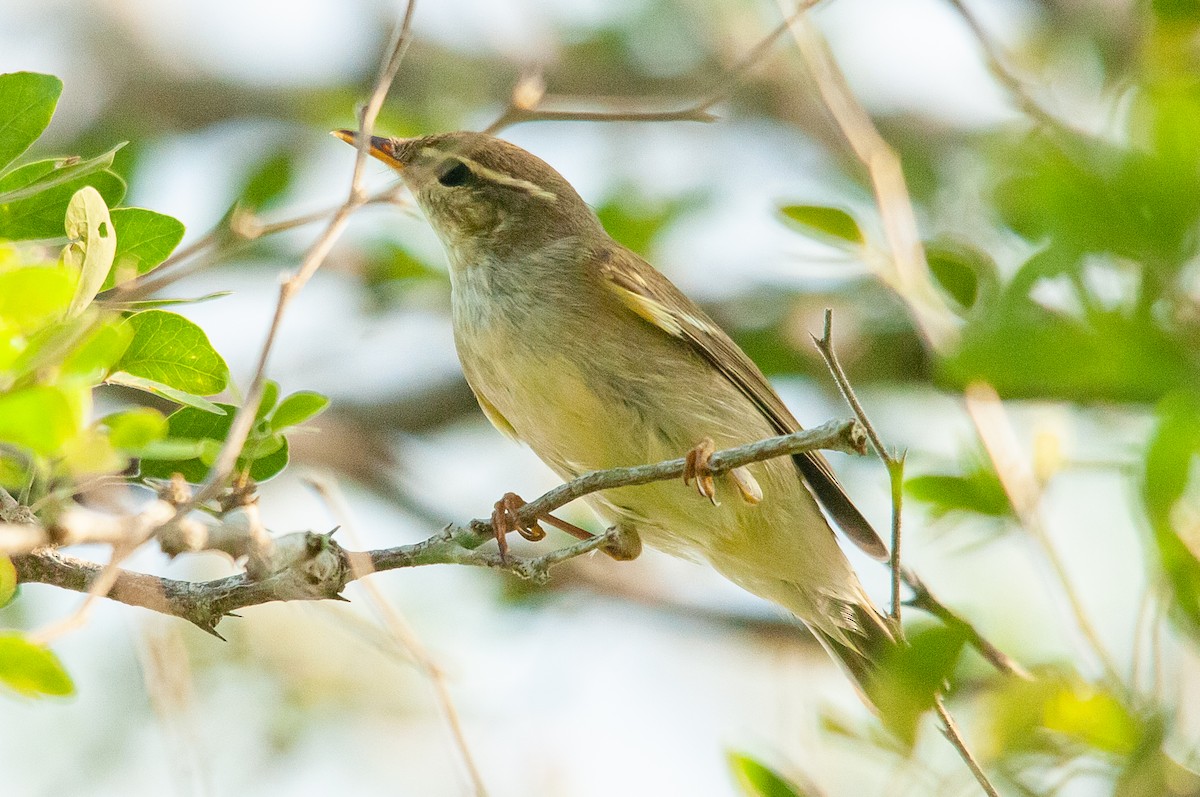 Two-barred Warbler - ML608612877