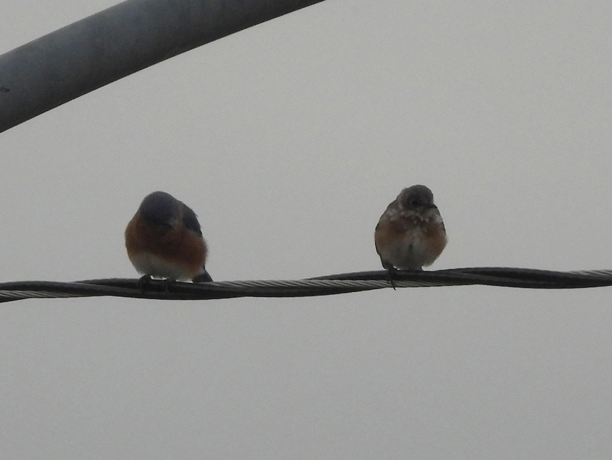 Eastern Bluebird - ML608612890