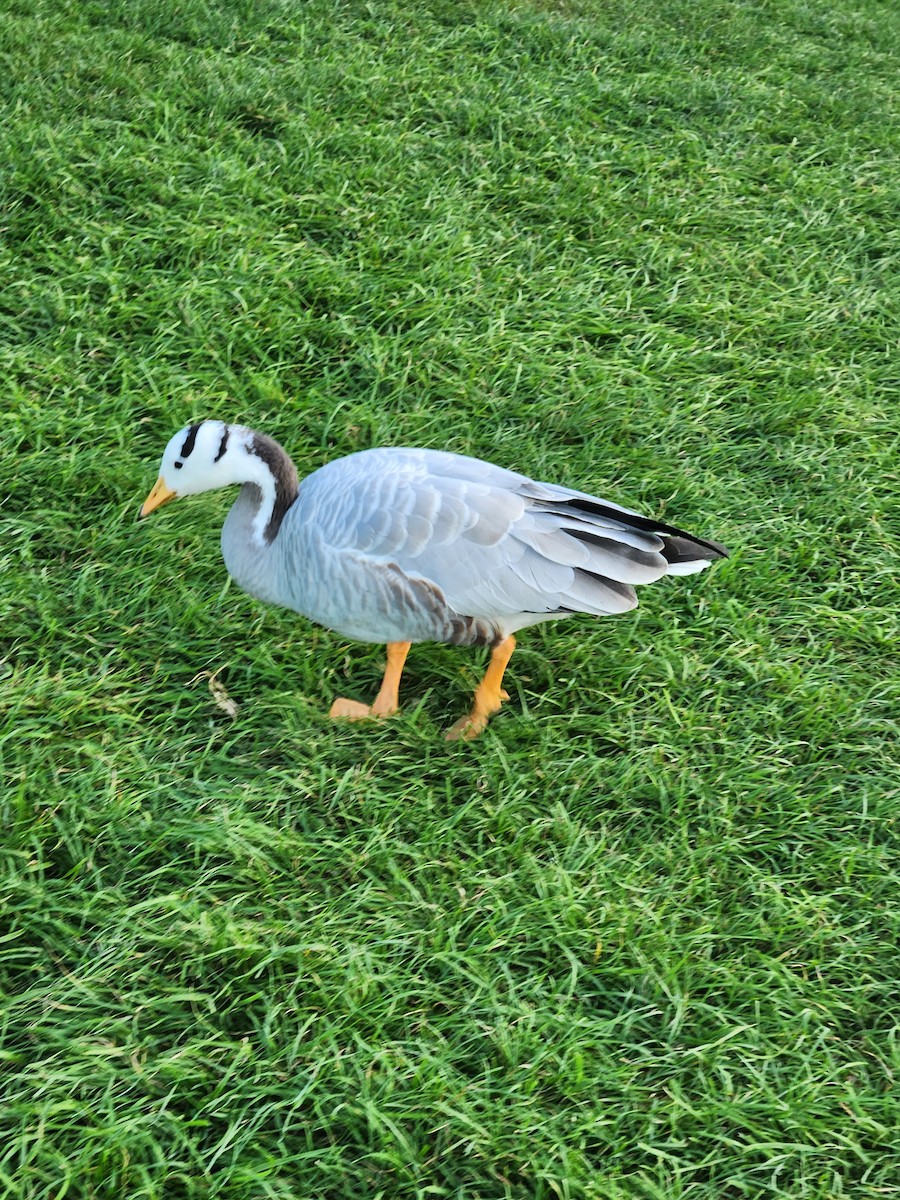 Bar-headed Goose - ML608612924