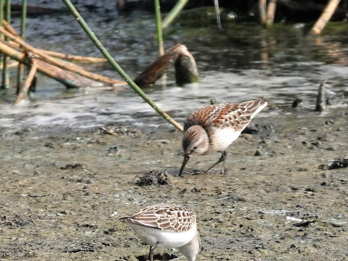 Western Sandpiper - ML608612992