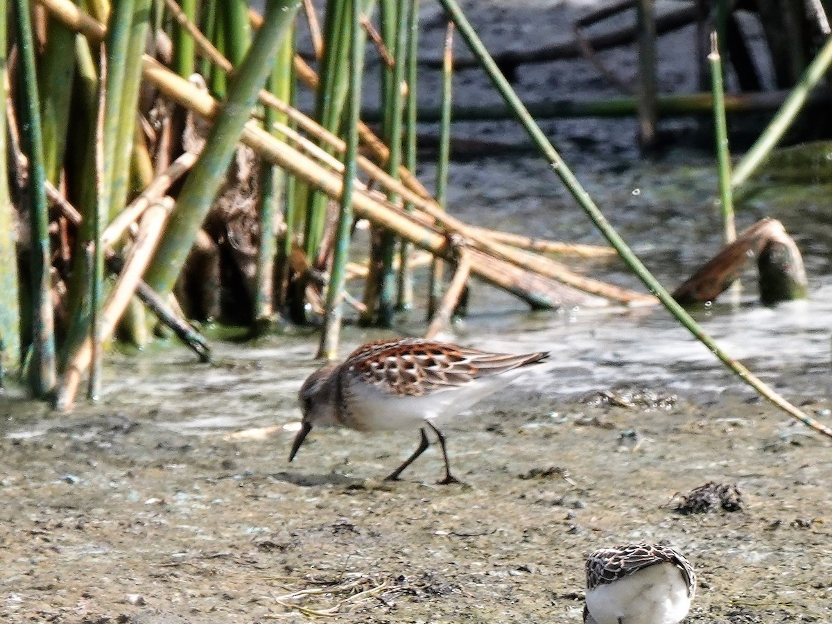 Western Sandpiper - ML608612993