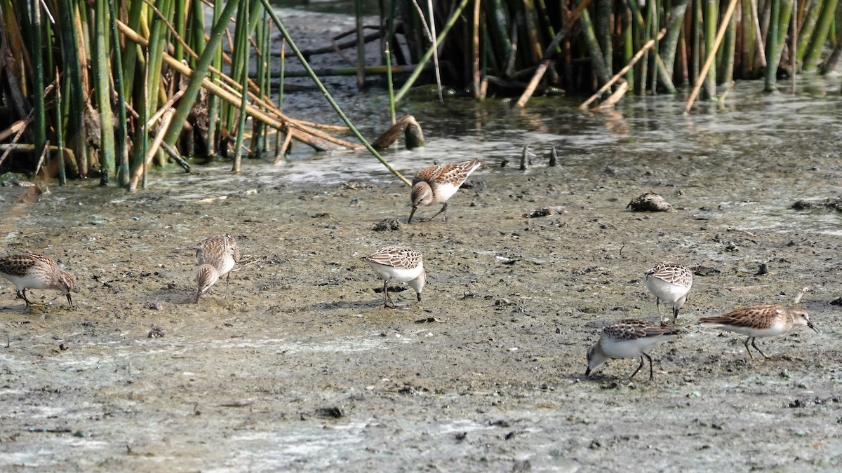 Western Sandpiper - ML608612994