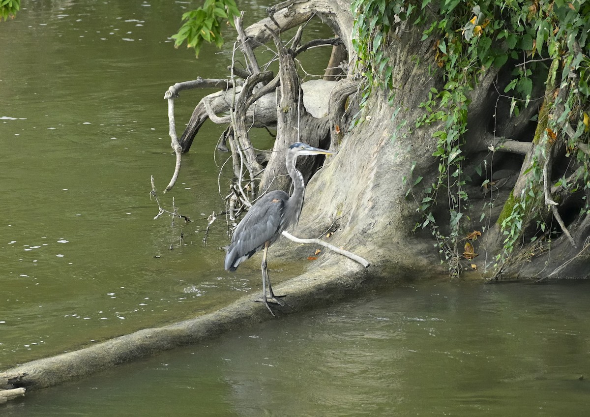 Great Blue Heron - ML608612997