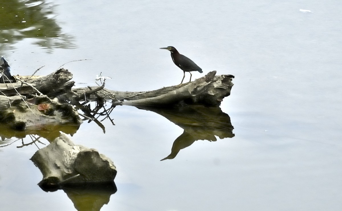 Green Heron - ML608613001