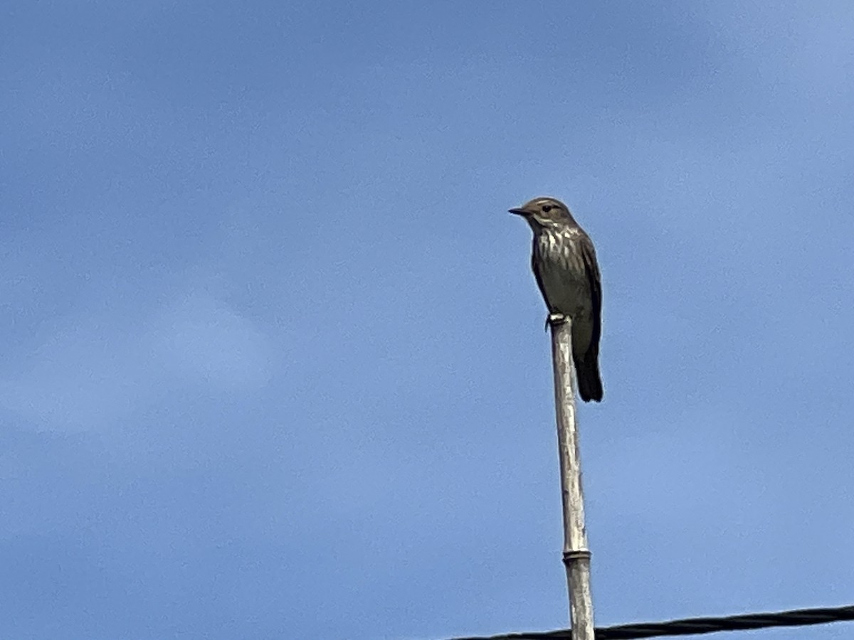 Spotted Flycatcher - ML608613009