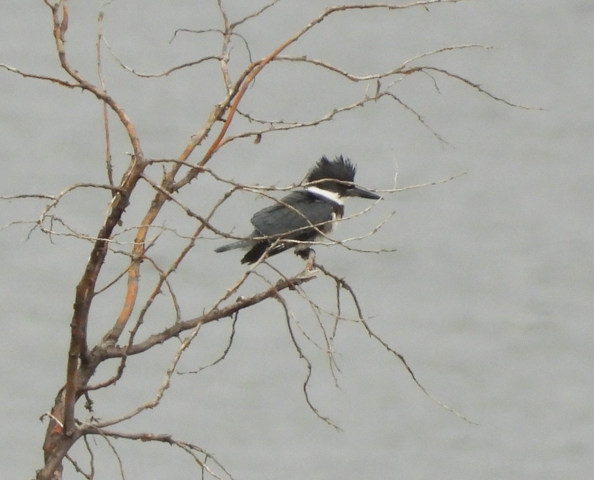 Belted Kingfisher - Glenn Pannier