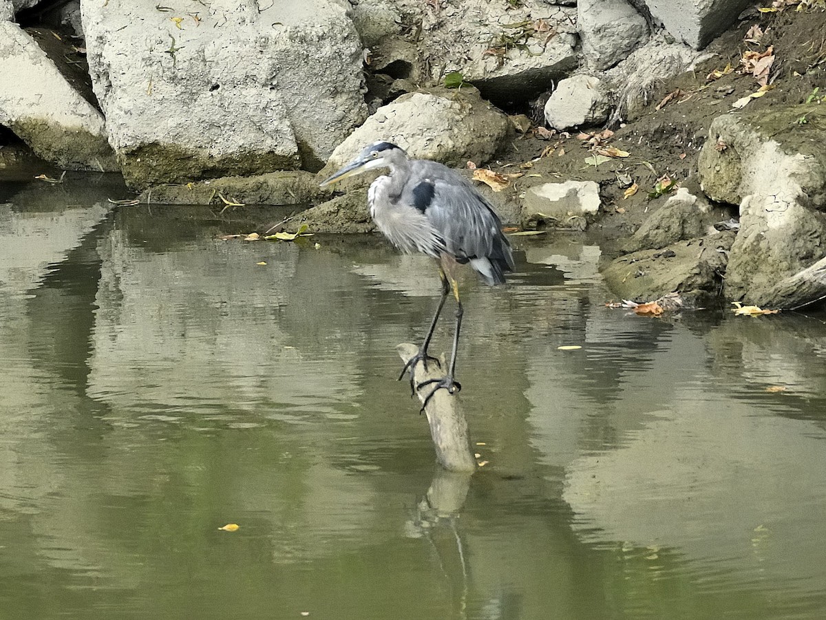 Great Blue Heron - ML608613022