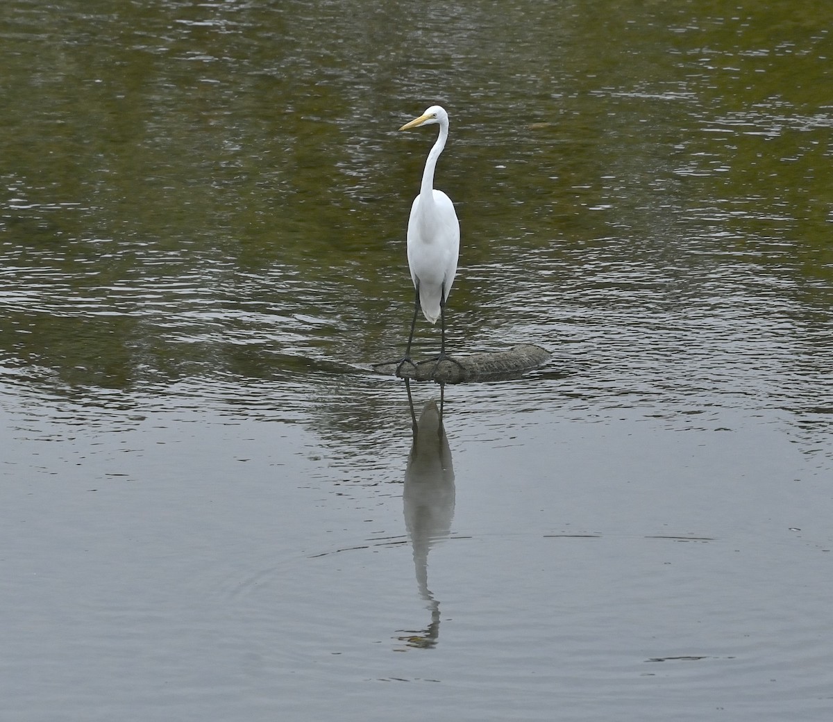 Great Egret - ML608613043