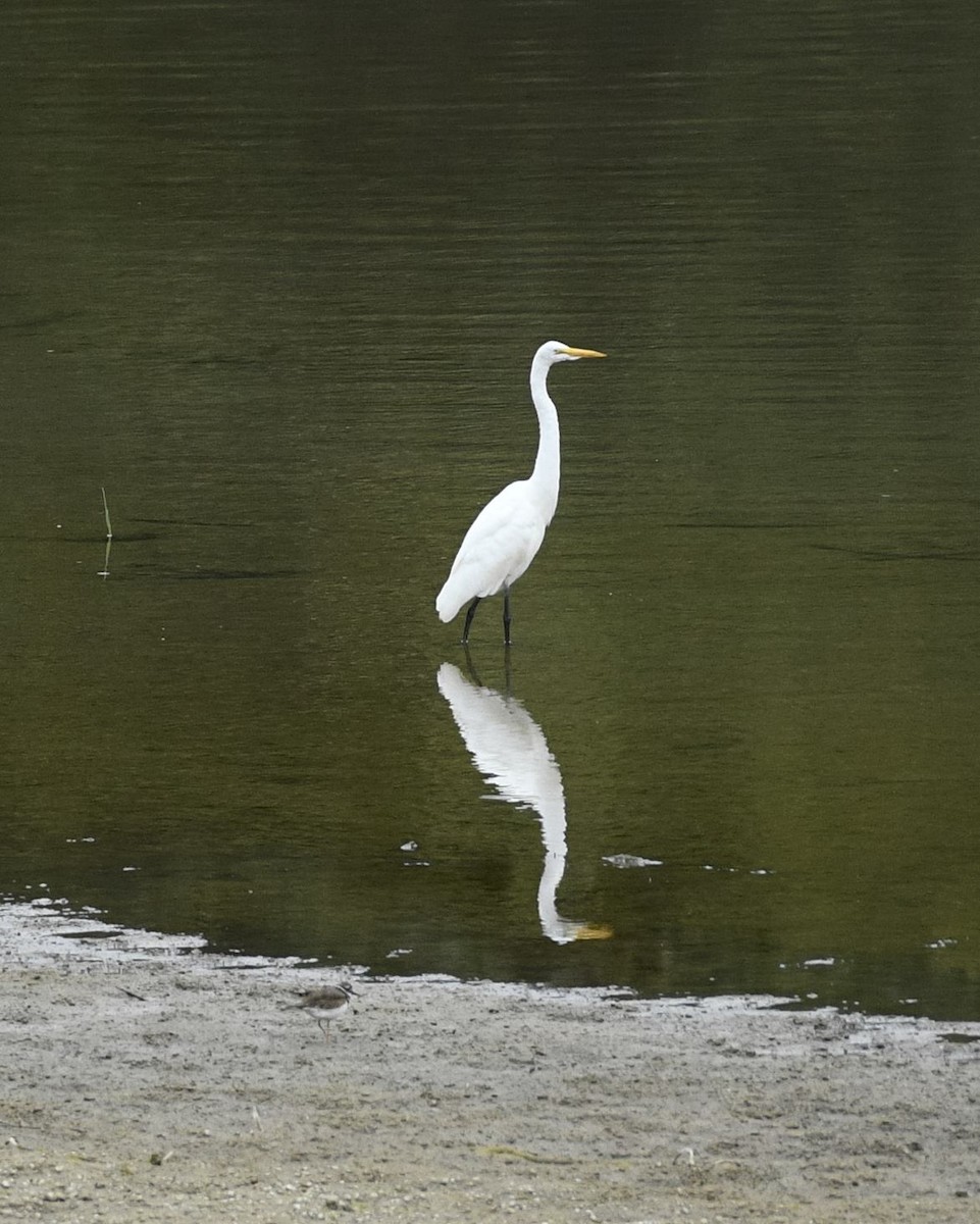 Great Egret - ML608613047