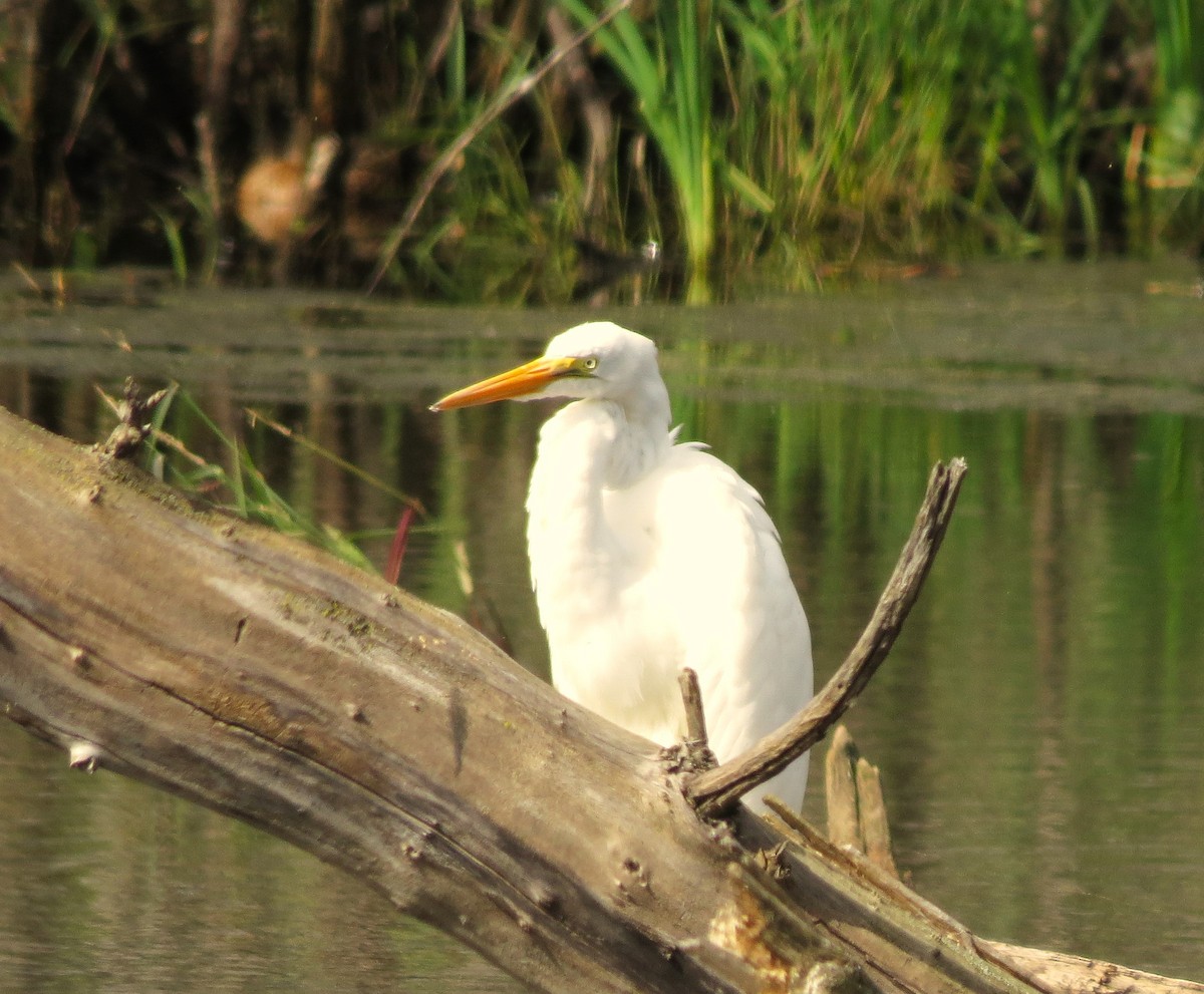 Great Egret - Susan Cooper