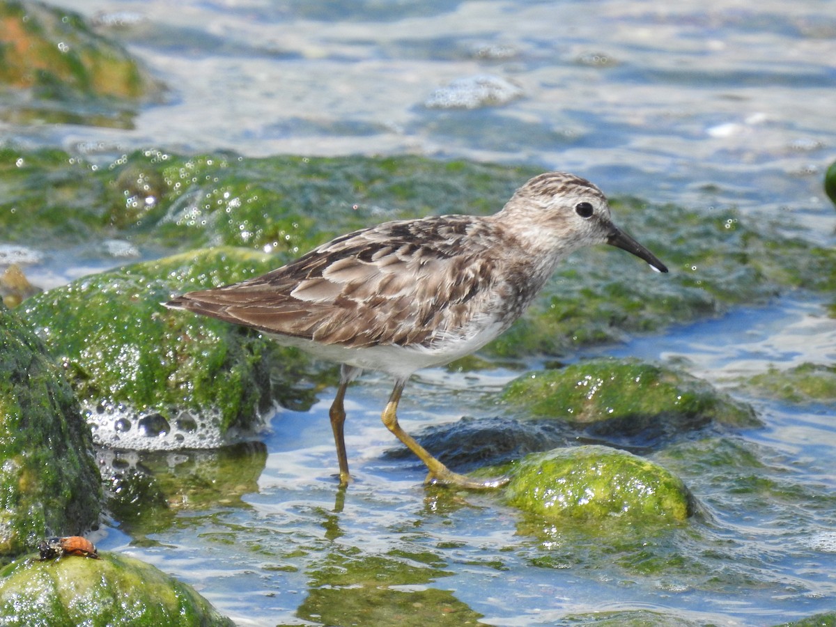 Least Sandpiper - ML608613133