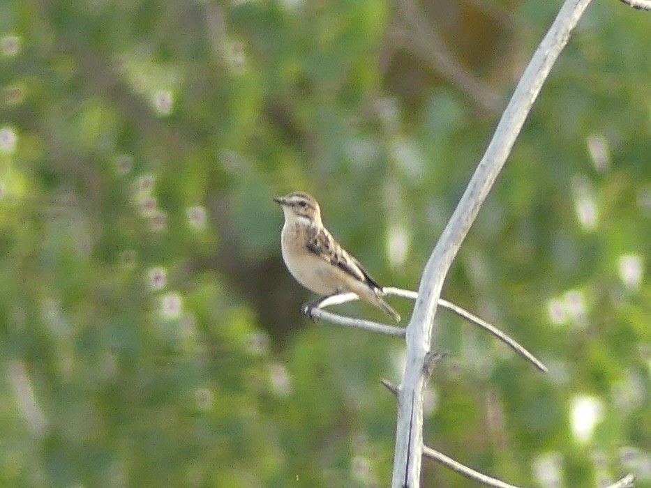Whinchat - ML608613215