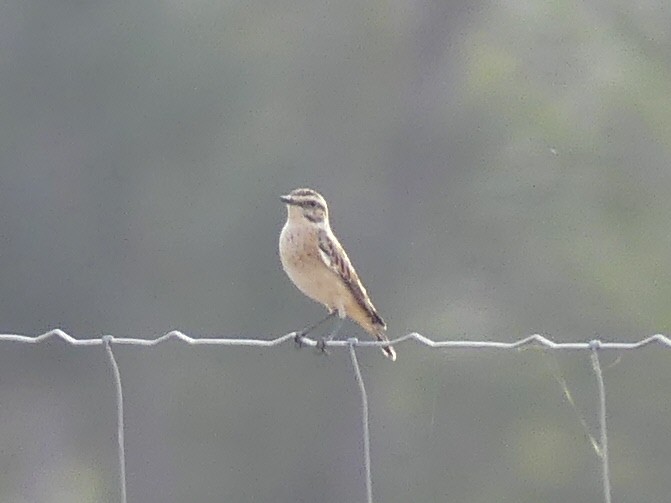 Whinchat - ML608613216