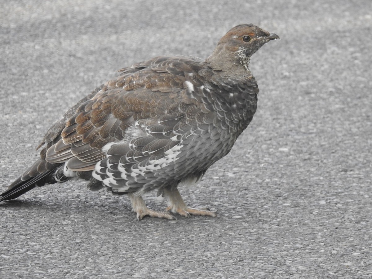 Dusky Grouse - ML608613262