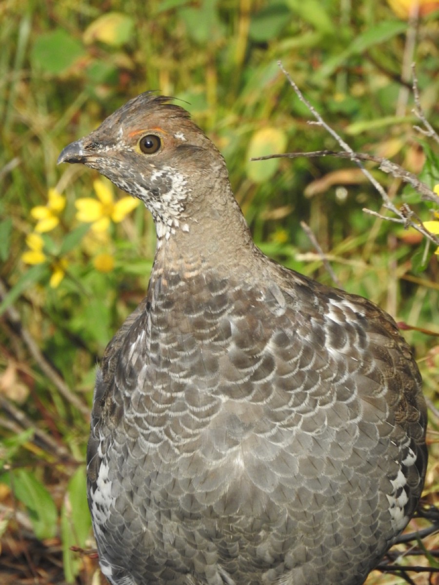 Dusky Grouse - ML608613263