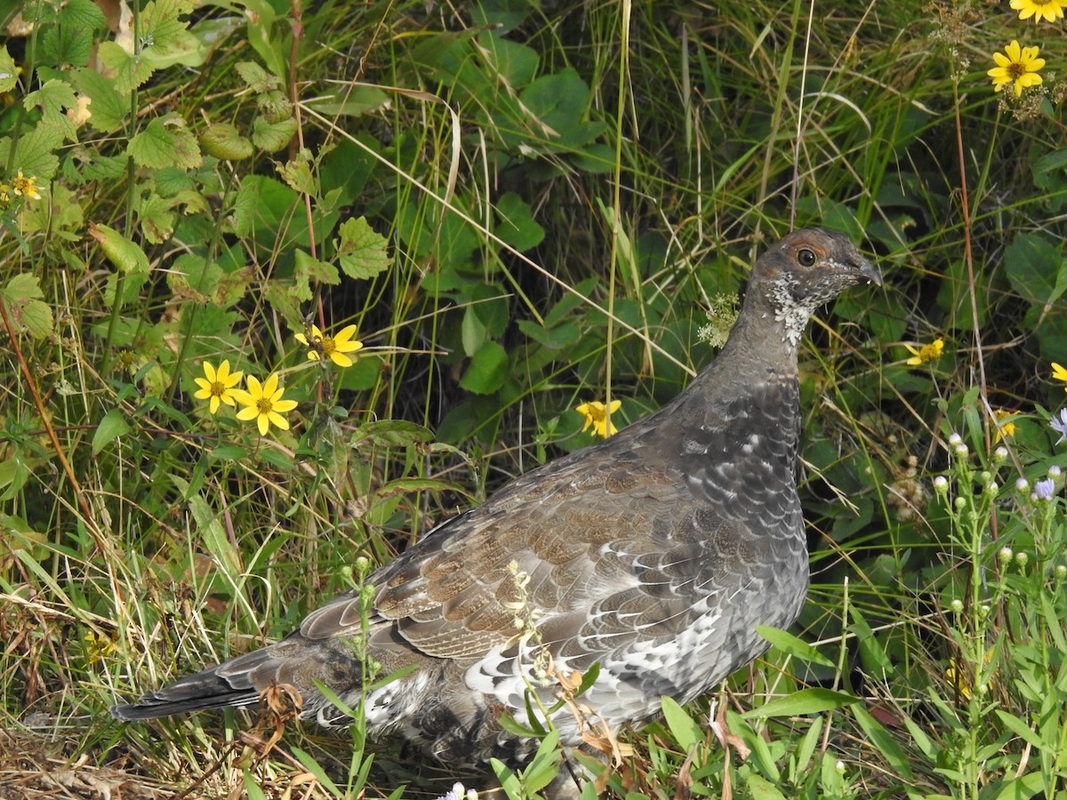 Dusky Grouse - Frank Fabbro