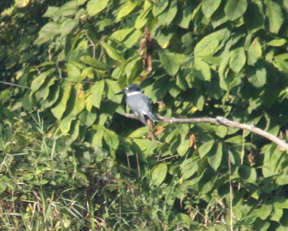 Belted Kingfisher - ML608613283